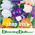 30% Off German Bearded Iris Mixes