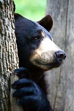 Dew Drops:  Hide bears, hide!