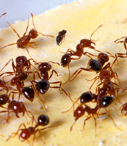 Killing the Queen at the Seed and Feed 