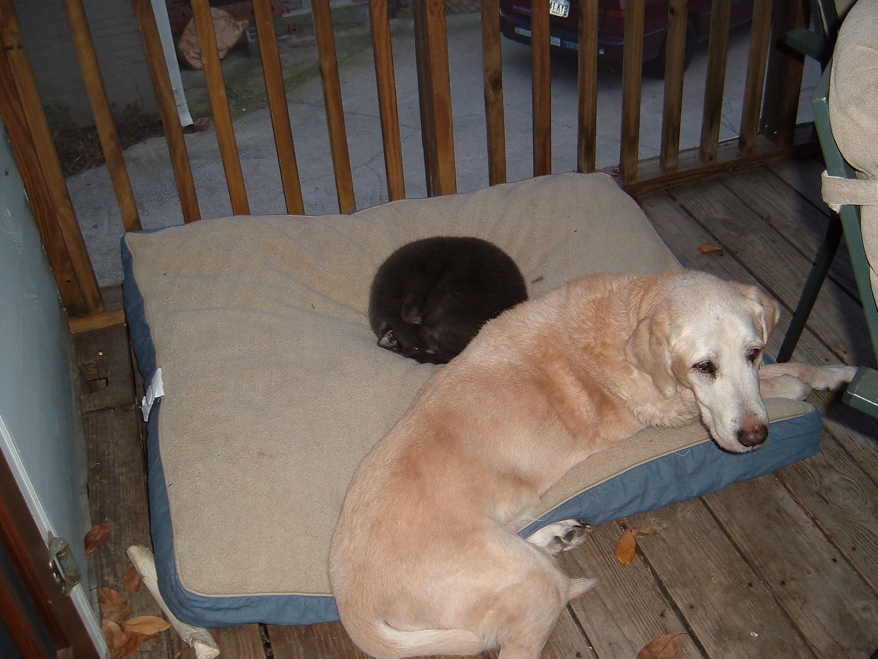 It all started with Mehitabel