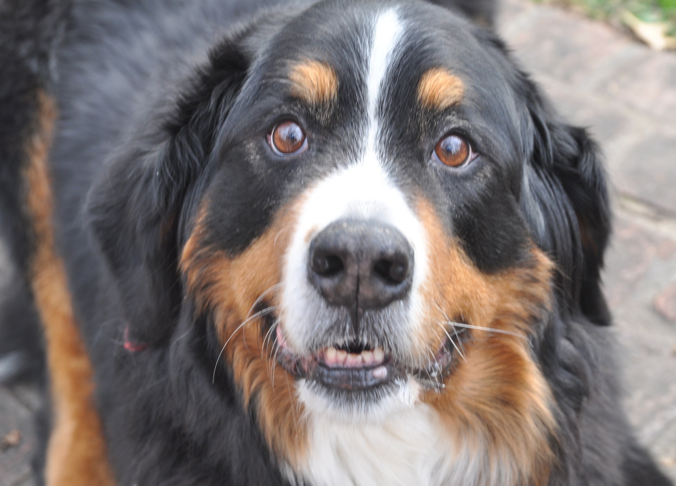 Do you think we'll go to heaven with our dogs?