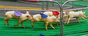 At the Barbecue & Blues Festival in Charlotte