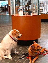 On the Road with Honey:  Atlanta to Chicago