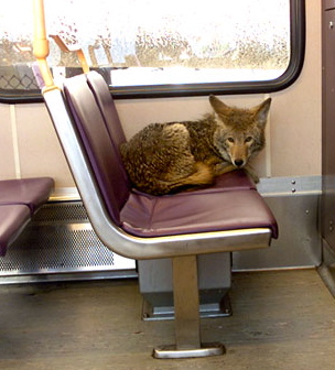 Urban Coyotes: Slinking Towards Eternity