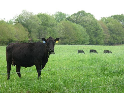 Sustainable farmers have feet in dirt, eyes on future