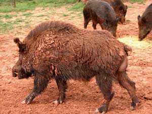 'Walleye' and the Russian boar hunt