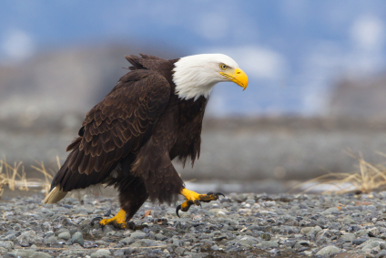 Enlightened Self-Interest in an Era of Limits