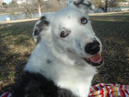 Of Dogs and Daughters and Time Too Fast