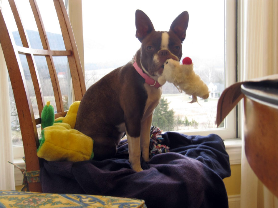 Life thru the eyes of Tootsie