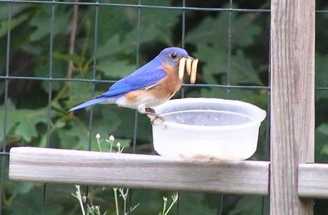 How Many Worms Can You Eat?