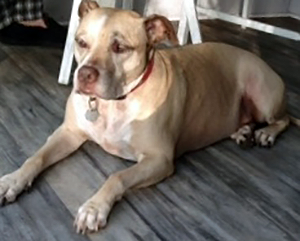 A few words about a beloved dog