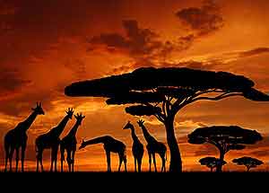 Searching for Animals and Stories