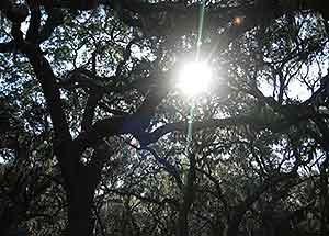 Environmental activist blasts plan to rezone 1,000 acres of Cumberland Island