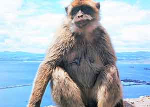 It’s All Monkey Business