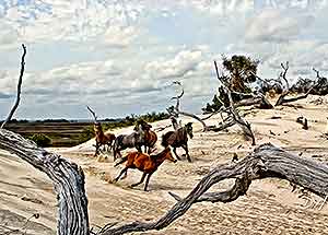 Georgians must resolve to protect Cumberland Island as a rare natural treasure