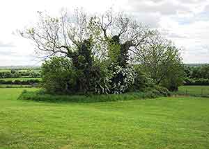 Do you believe in fairies?