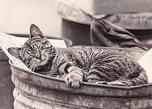 The Boy Who Stoned Cats