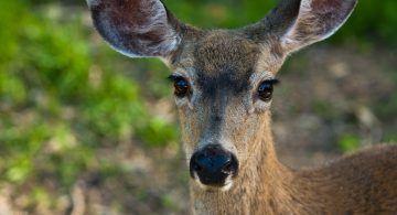 Let He That is Without Sin Runover the First Deer