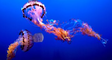 Tired of the Smack Talk