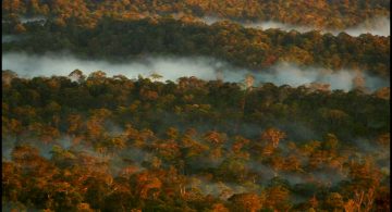 Propaganda, politics, and the tragedy of profitable disinformation